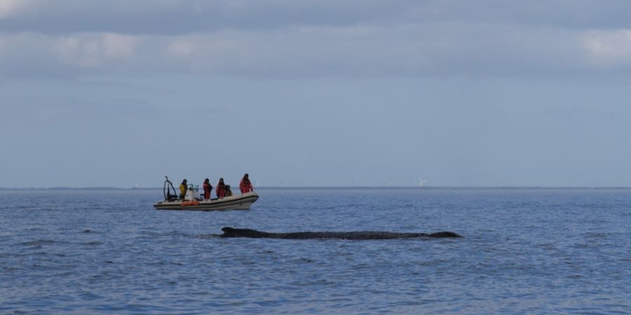 Mit steigendem Wasserstand rettet sich der Wal von der Sandbank in der Wismarbucht. Allerdings sind die Gewässer in Küstennähe flach - eine erneute Strandung ist nicht ausgeschlossen...