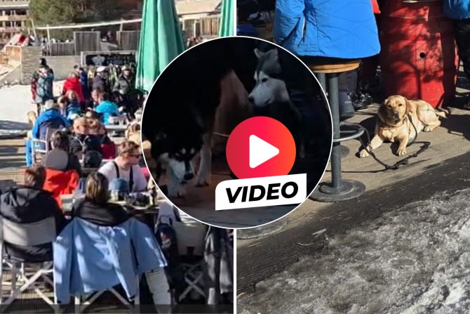 hund après-ski vier pfoten