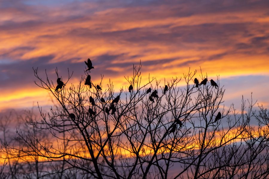 Insbesondere das Vogelzwitschern wird in Parks gerne gehört.