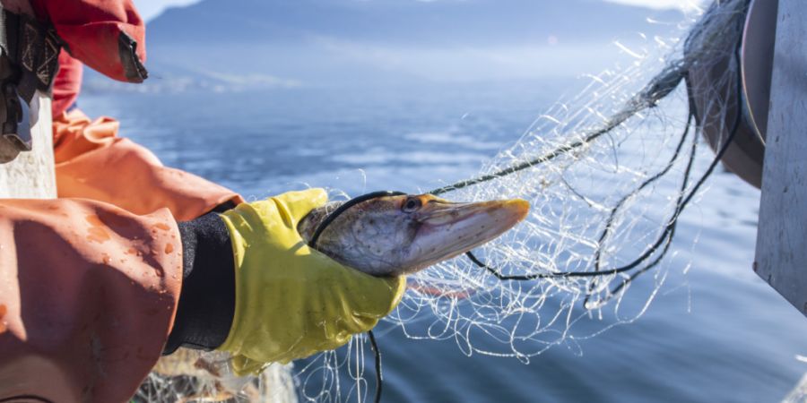 Bei Hechten aus dem Hallwilersee wurden Grenzwertüberschreitungen bei der PFAS-Belastung festgestellt. (Symbolbild)