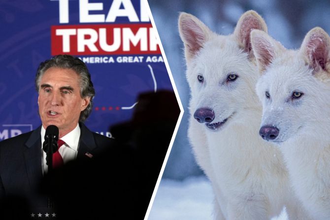 Trump-Regierung Schattenwolf Artenschutz