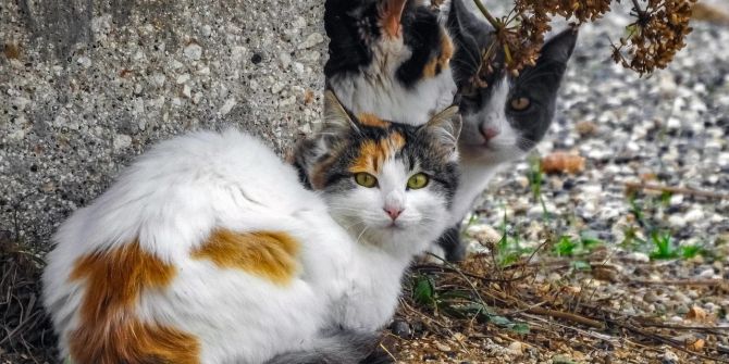 Katzen Chip Pflicht