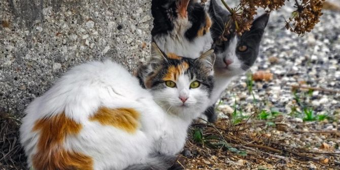 Katzen Chippflicht