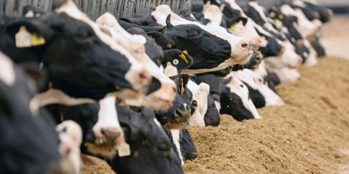 «Ausmass unbekannt» - Vogelgrippe in USA besorgt Experten
