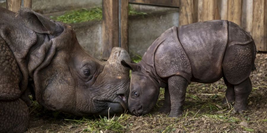 Zoo Basel