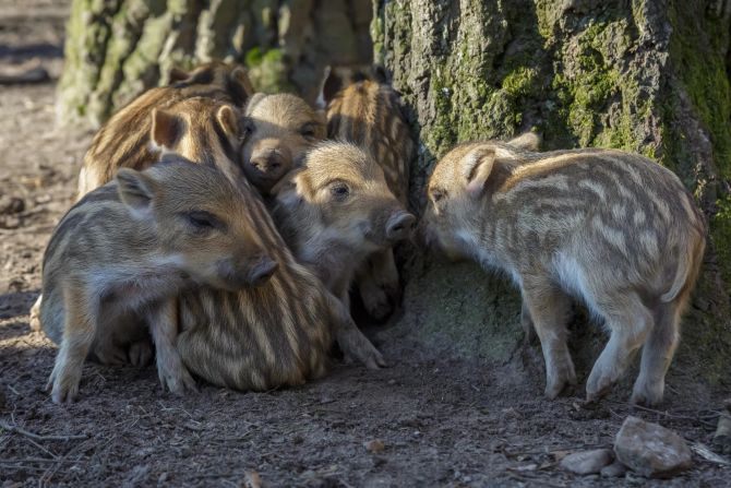 Wildschweine Ferkel Frischlinge Klingnau