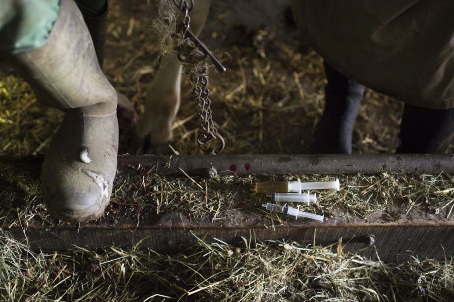 Schon in den ersten zwei Jahren Kometian-Mitgliedschaft sei der Antibiotika-Einsatz bei den Milchkühen um einen Drittel gesenkt worden. (Symbolbild)