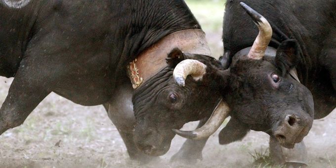 Trotz grosser Beliebtheit ist die Austragung des Walliser Kuhkampf-Finales im Jahr 2025 ungewiss. (Archivbild) Walliser Kuhkämpfe