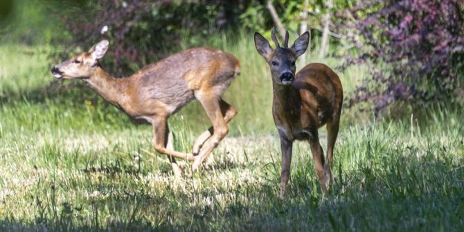 Rehe Friedhof