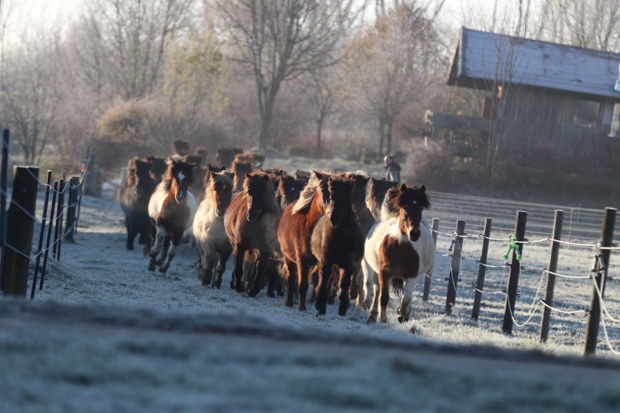 Pferde Herde Winter Gestüt