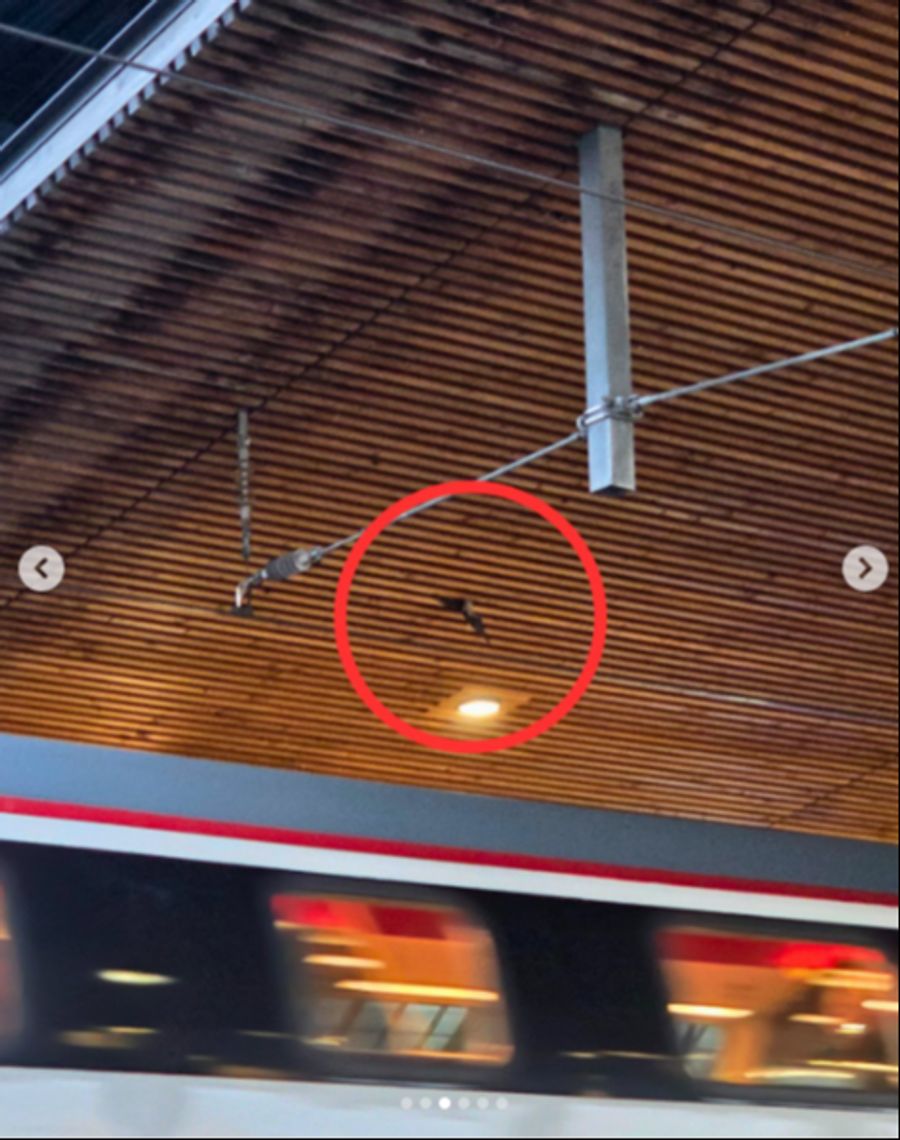 Nina Bachellerie, Vizepräsidentin des Vereins, geht davon aus, dass die Tiere den Bereich als geschützten Brut- und Aufenthaltsort nutzen.