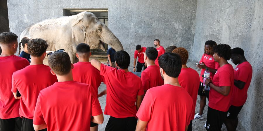 FCRJ-Spieler bei Elefantenfütterung