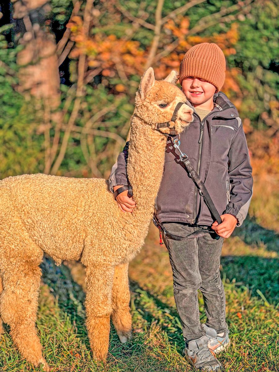 Alpaka Wolle Junge Mütze