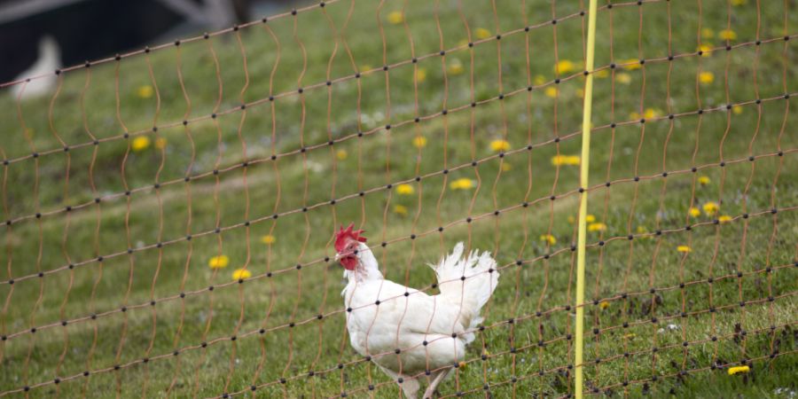 Die weissen Legehühner sind nun in einem Tierheim. (Symbolbild)