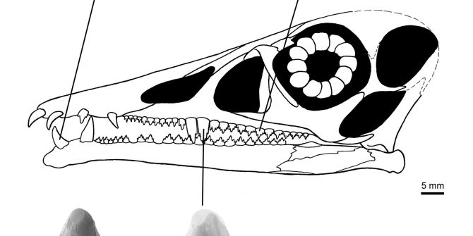 Eudimorphodon