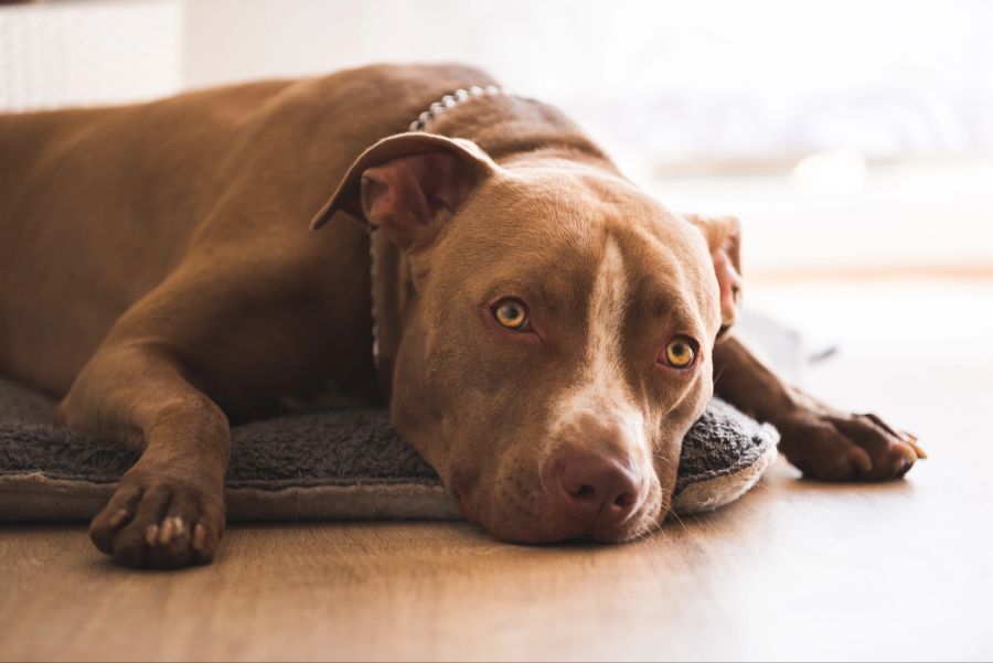 Hund liegt auf dem Boden