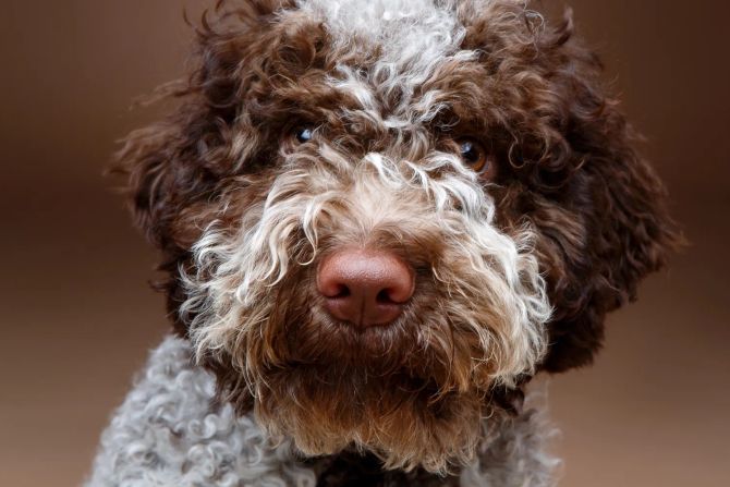 Lagotto Romagnolo