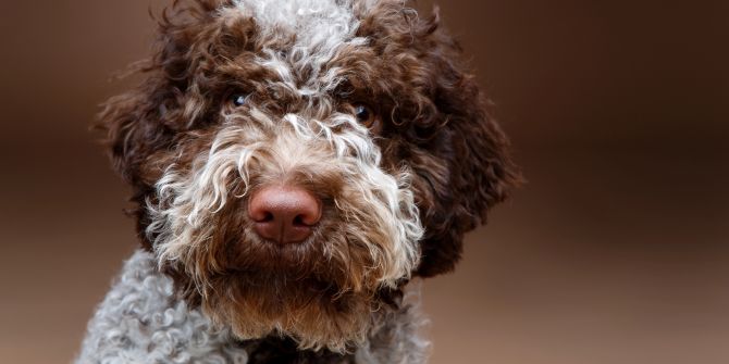 Lagotto Romagnolo