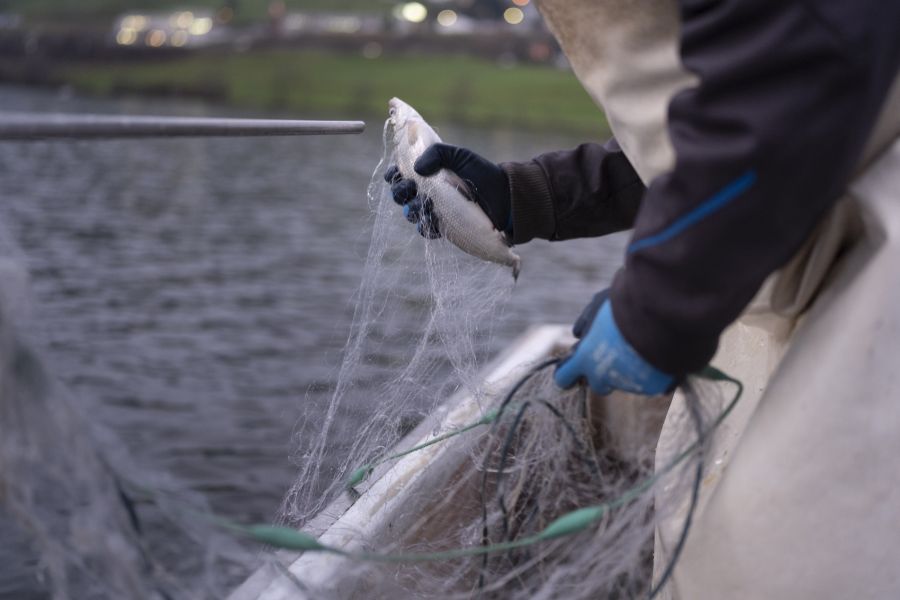Aufgrund der erhöhten PFAS-Werte im Zugersee dürfen die beiden Fischarten Hecht und Egli nicht mehr als Lebensmittel verkauft werden. (Archivbild)