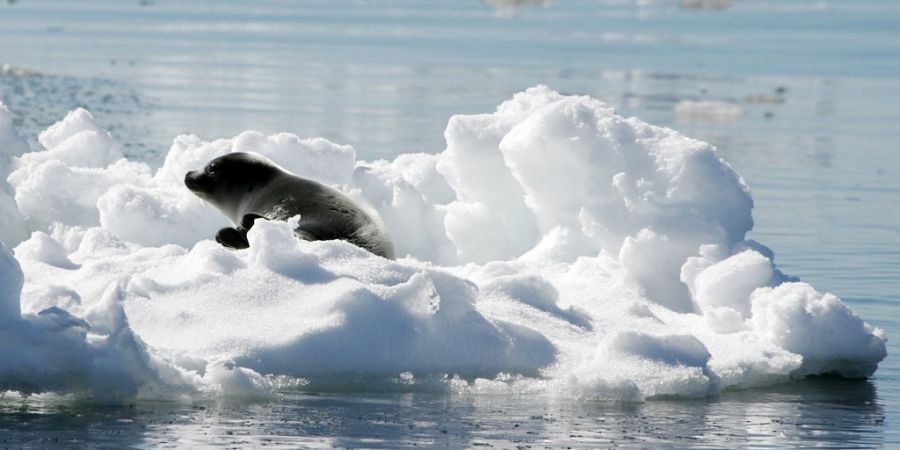 Die Arktis erwärmt sich im Zuge des Klimawandels fast viermal so schnell wie alle Regionen im globalen Durchschnitt. (Symbolbild)