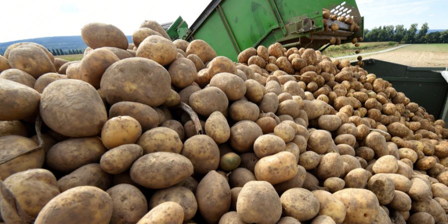Kartoffeln
