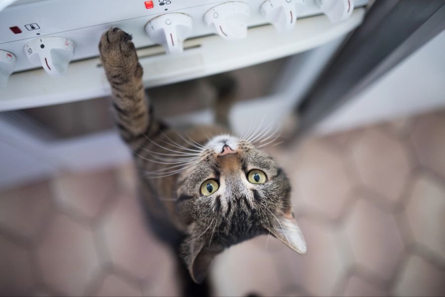 katze gefahren