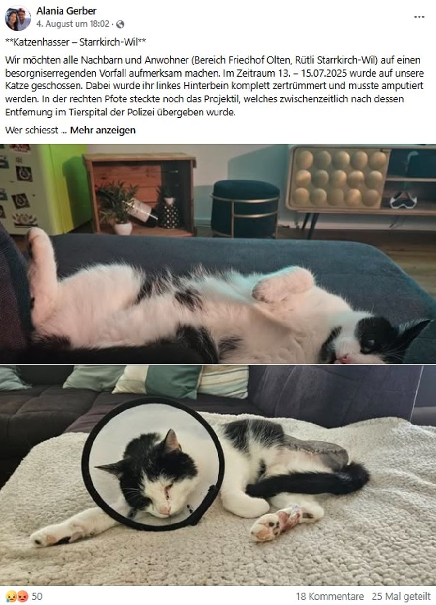 Katze angeschossen
