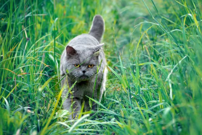 katze bienenstich