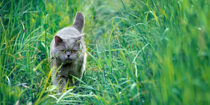 katze bienenstich