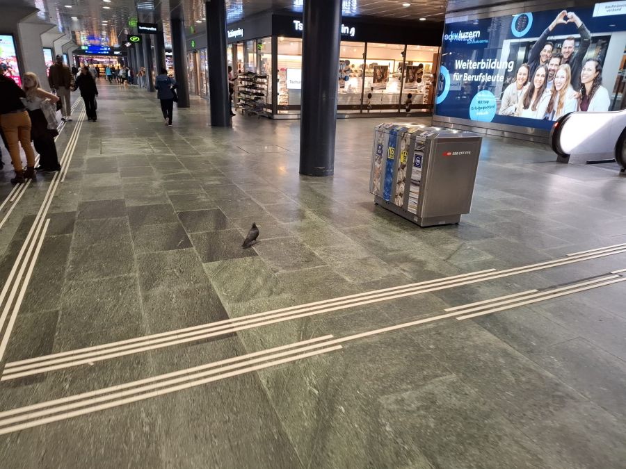 Im Bahnhof Luzern halten immer besonders viele Tauben auf.