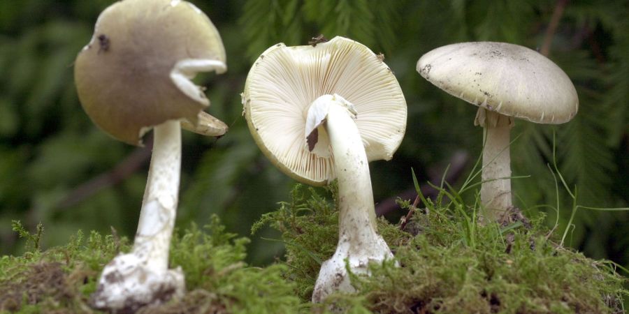 Der Grüne Knollenblätterpilz ist extrem giftig - und ähnelt harmlosen Champignons. (Archivbild)