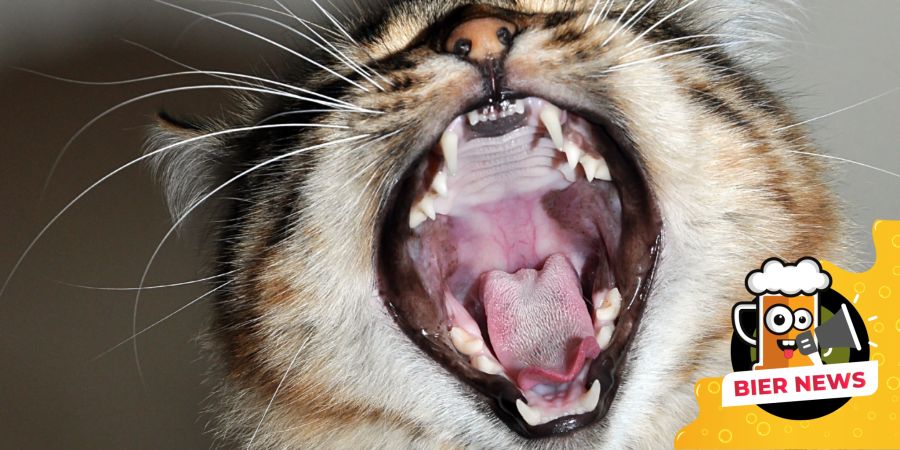 Katze Goldzahn 5000 Dollar