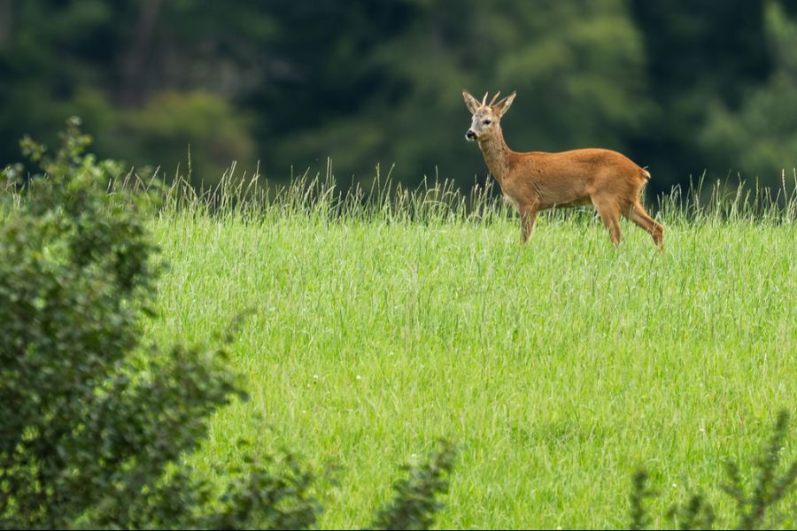 Dazu gehören auch Rehe...