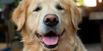 Puuuuh - Hilfe, mein Hund riecht Puuuuh - Hilfe, mein Hund riecht
