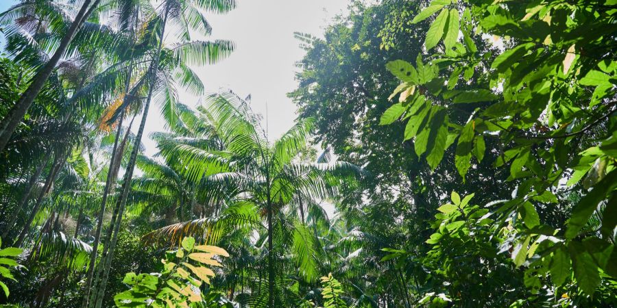 Regenwald in Brasilien