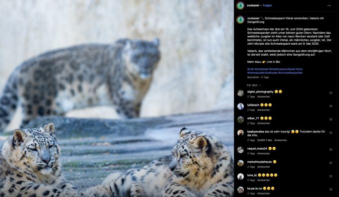 Auf Instagram verkündet der Basler Zoo den Tod von Schneeleopard Vishal. schneeleopard gestorben