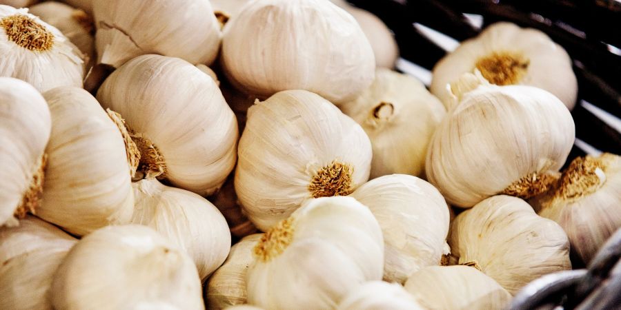 knoblauch