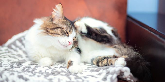 Eine Katzenhaar-Allergie gehört zu den häufigsten Allergien. Katzen.