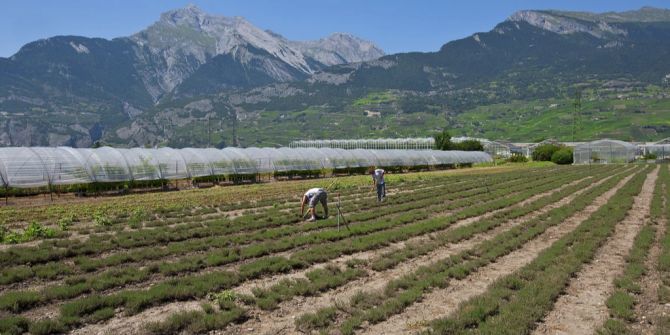 mülldeponie standort wädenswil