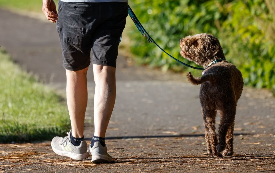 Um dies zu vermeiden, sollten Hunde in Wolfsgebieten an der Leine gehalten werden.