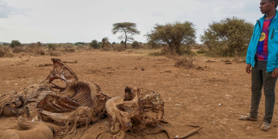 ARCHIV - Ein Mann steht neben dem Kadaver eines Elefanten im Dorf Kitenden am Rande des Amboseli-Nationalparks. Foto: Andrew Kasuku/AP/dpa/Archivbild