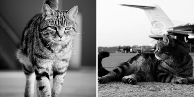 Flughafen Büsi Maverick Belp