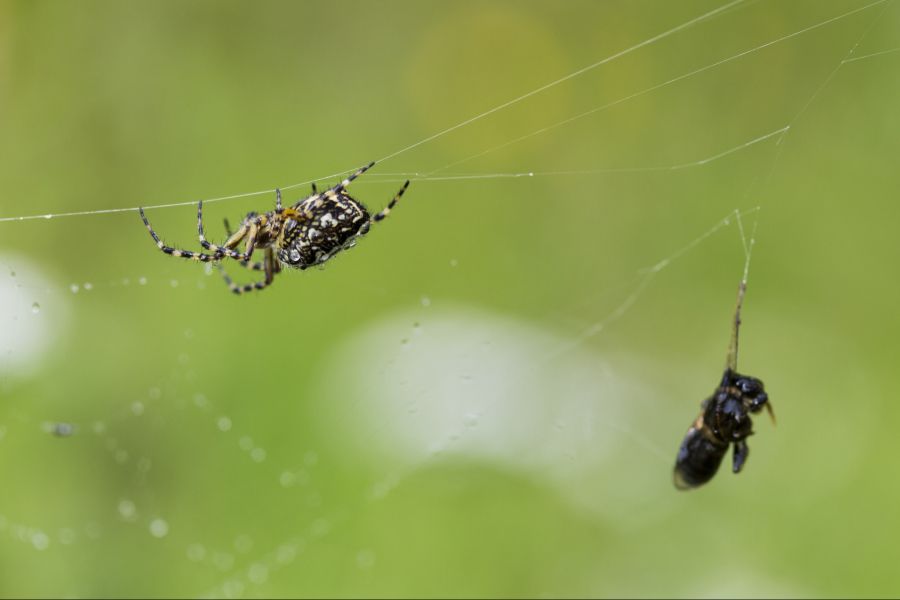 Spinnen fressen Mücken, Fliegen und Motten – sie sind also nützlich.