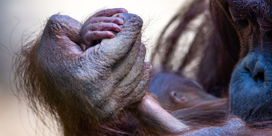 Orang Utan
