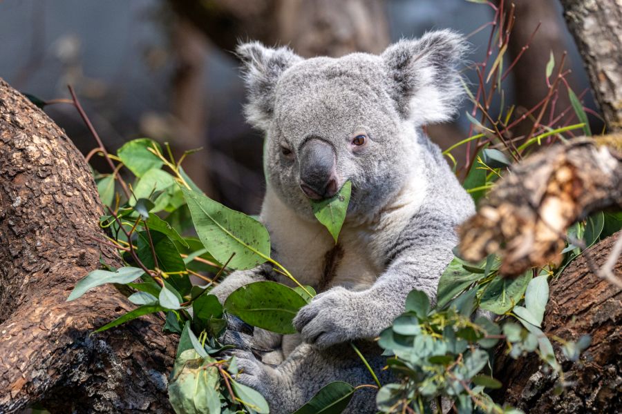 Im Zoo Zürich zeigt Tarni, wie Australien-Tiere mit Wärme umgehen.