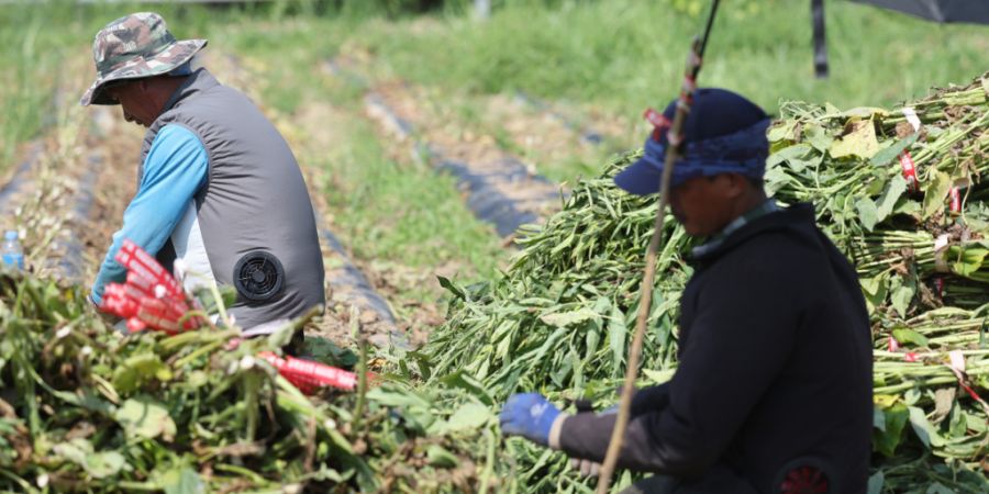 Ausländische Arbeiter ernten Sesam auf einem Feld in der Provinz Nord-Chungcheong in Zentral-Südkorea unter Sonnenschirmen, um sich vor der sengenden Sonne zu schützen, während eine...