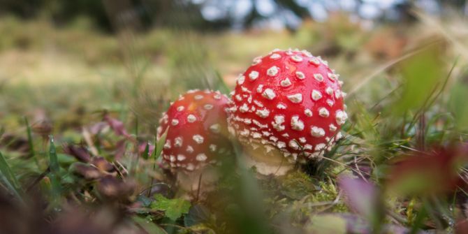 Fliegenpilz Wald Pilz