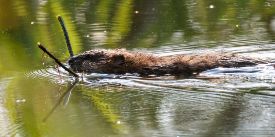 Biber haben am Inkwilersee mit ihren Gängen prähistorische Siedlungsreste bedroht. Inzwischen sind die archäologischen Fundstätten von Weltrang bibersicher gemacht worden. (Symbolbild)