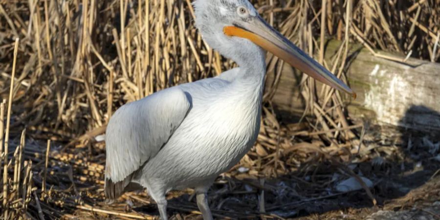 zoo basel