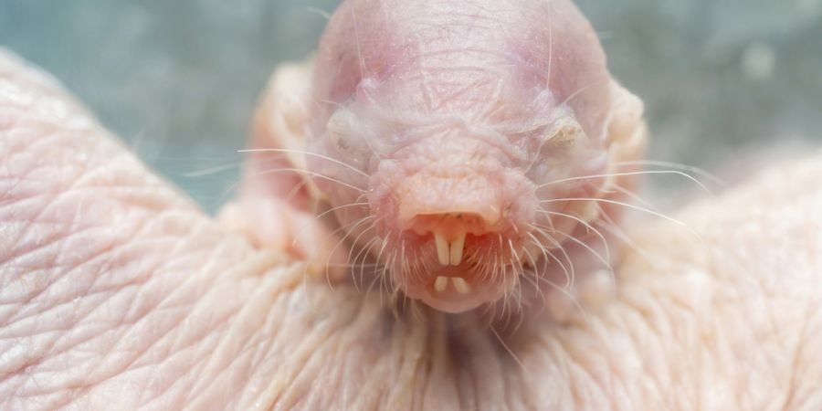 Nacktmulle sind eine ostafrikanische Säugetierart. Sie werden bis zu 15 Zentimeter lang und bis zu 30 Jahre alt. (Archivbild)